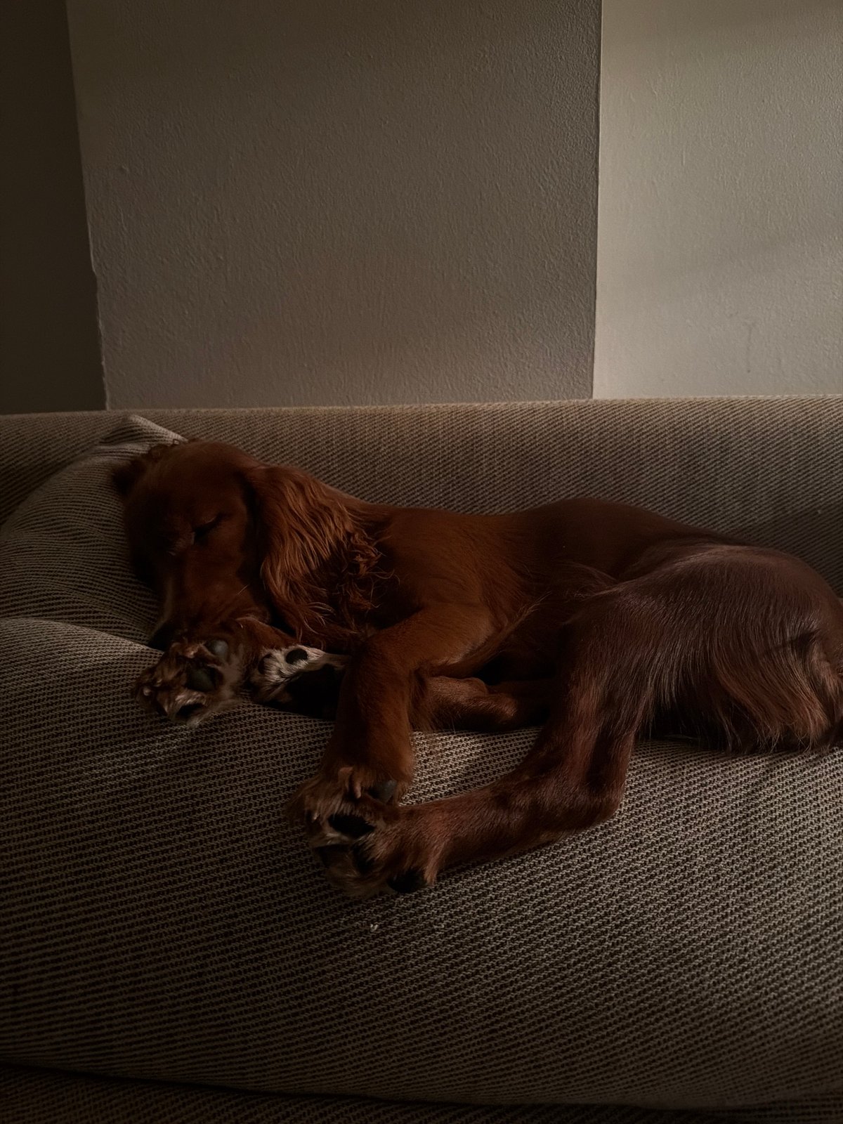 Irish Setter naps on a grey couch in dim Chang Phueak room
