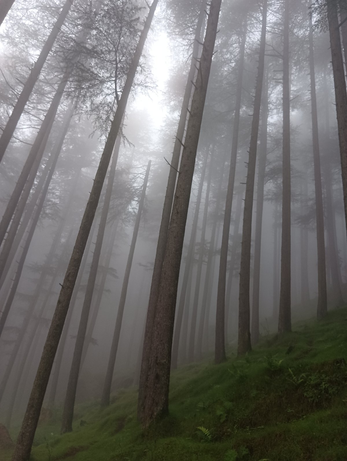 Fog-wrapped pine forest and a hillside shrine near Manali