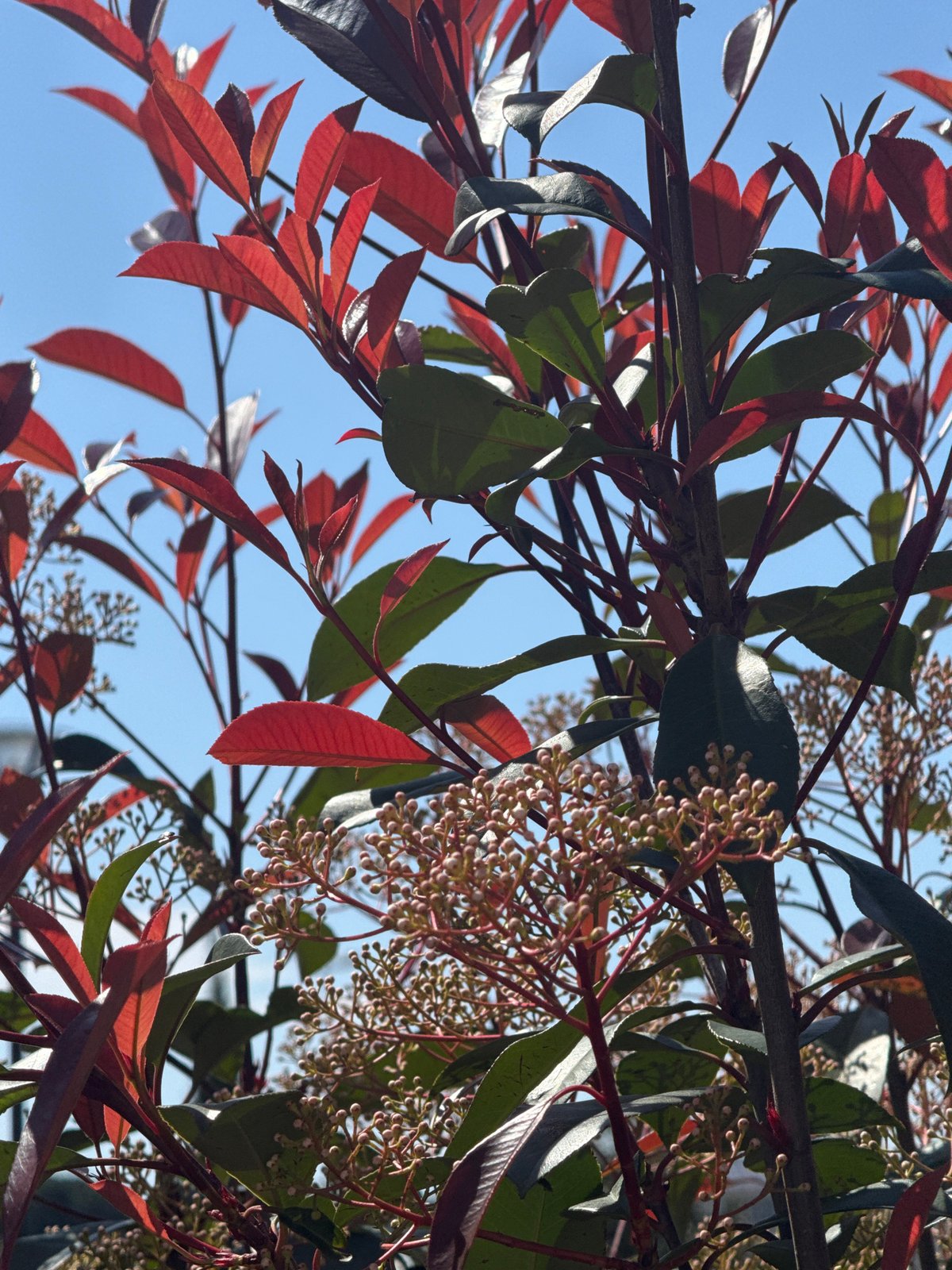 Spring blooms and playground activity captured in Bar, Montenegro