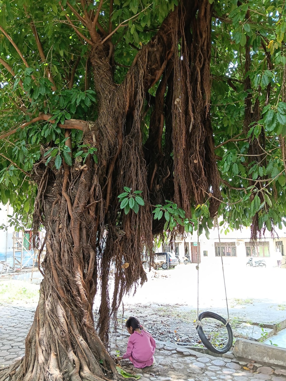 Morning scenes captured in tree-lined Lhokseumawe park area