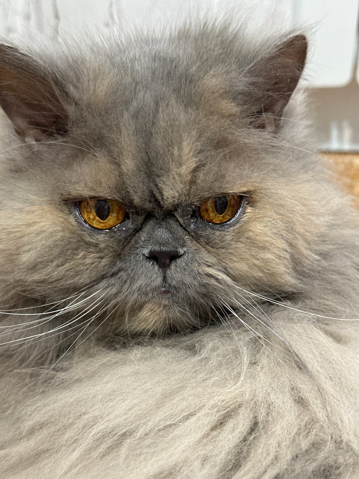 Early morning domestic moments with Persian cat in Chaikovsky