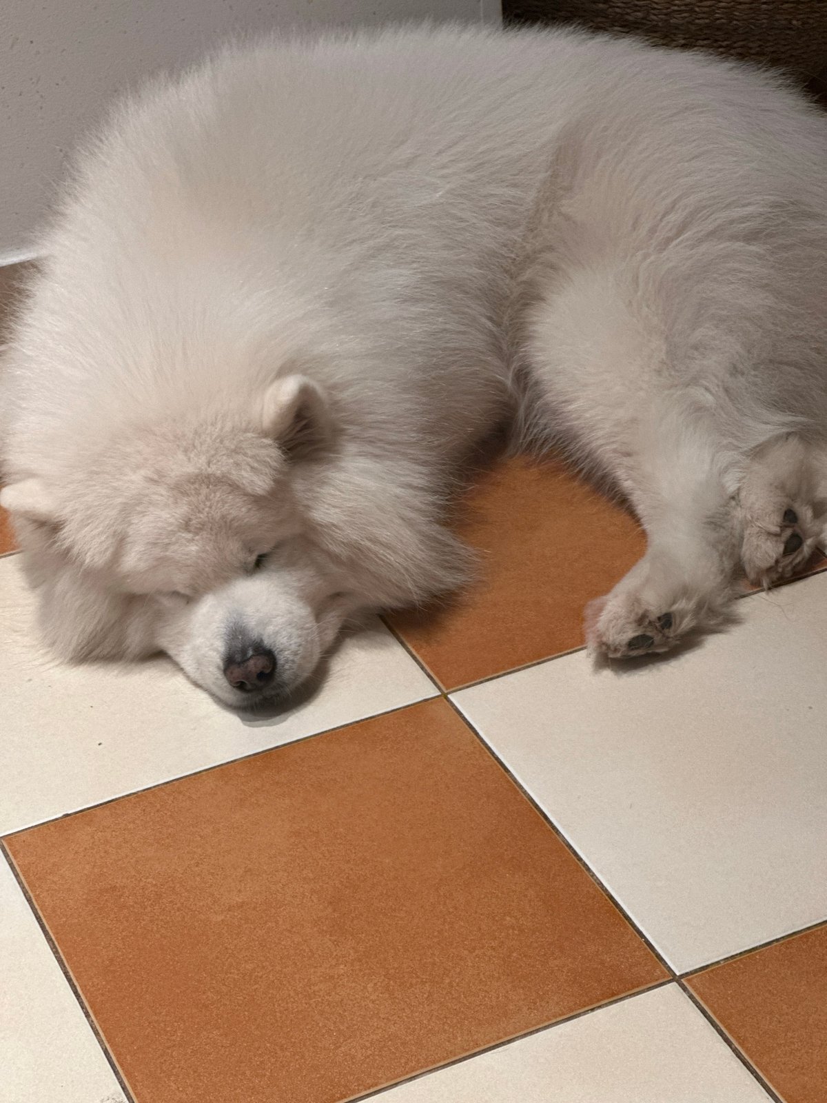 Sleeping Samoyed and artisan coffee captured in Montenegro café