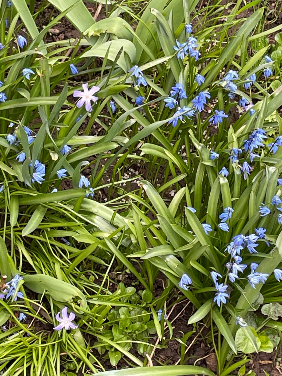 Spring blue flowers bloom in Russian town