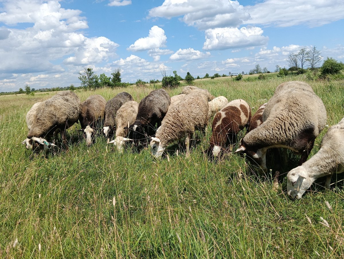 Sheep grazing, roaming, and resting across open rural fields