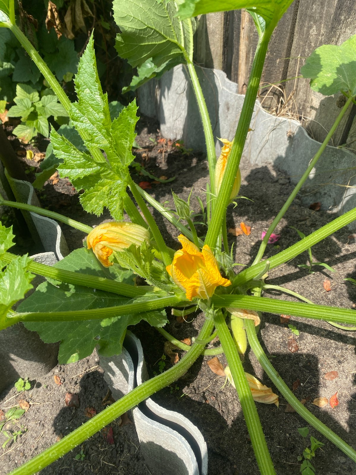 Backyard garden plants in Brest, Belarus, summer morning