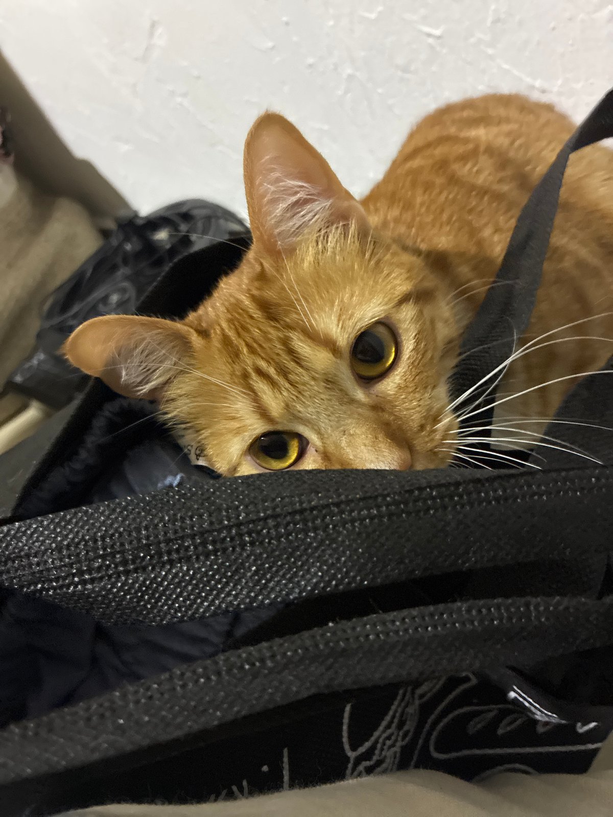 Orange tabby cat spotted in two positions in Mexico City home