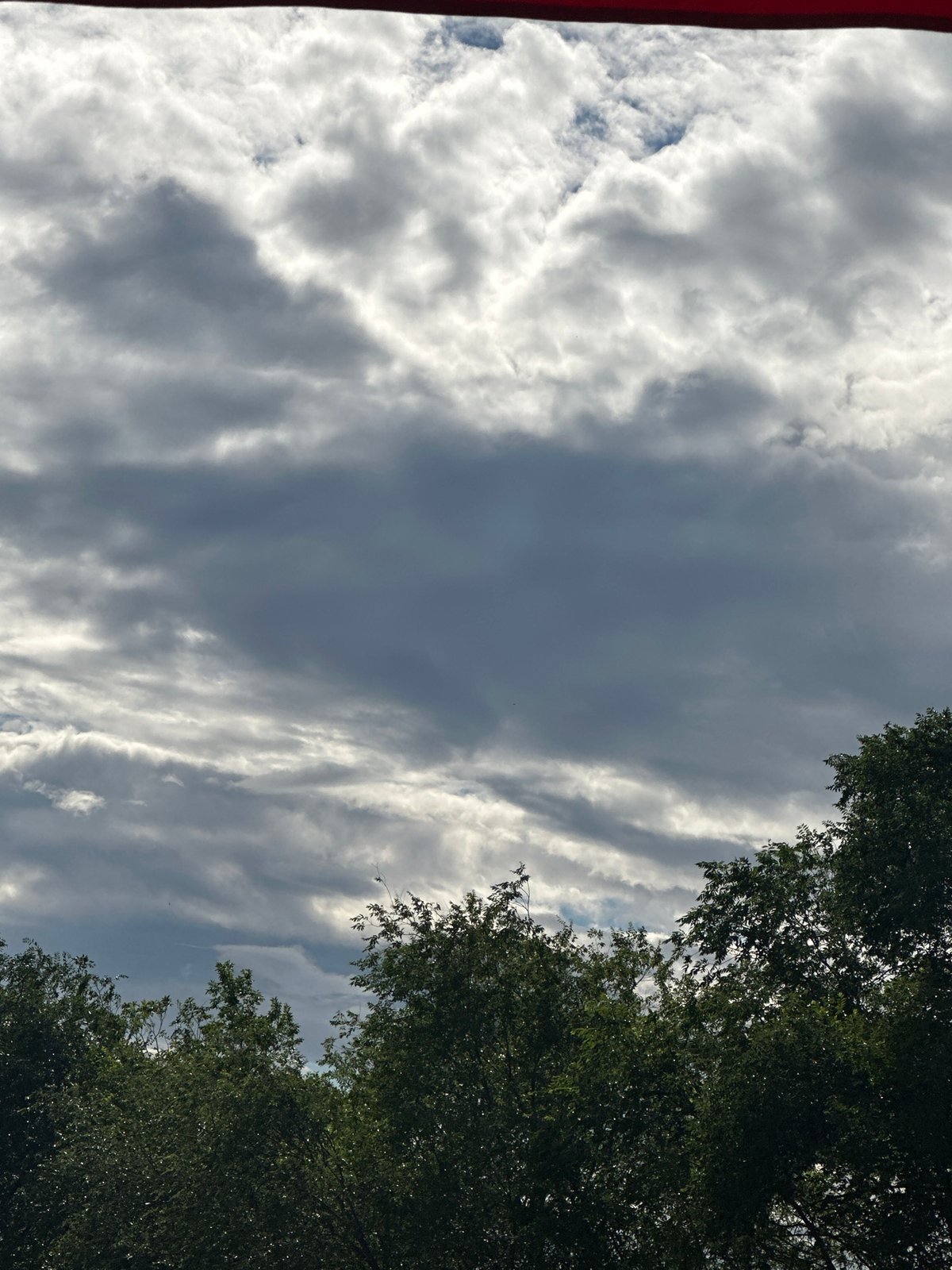 Afternoon sky and treetop views with shifting cloud cover