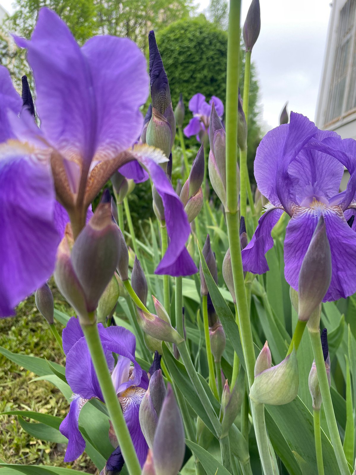 Moscow morning scene captures blooming irises, scattered scooters