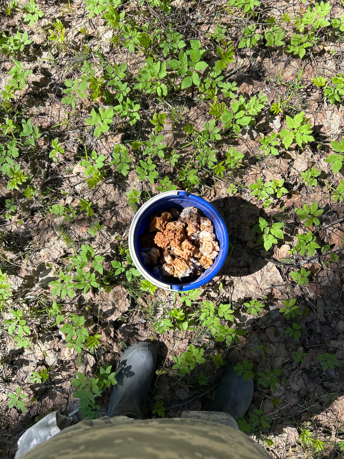 Woman forages brain mushrooms in Russian forest near Ural'skoe