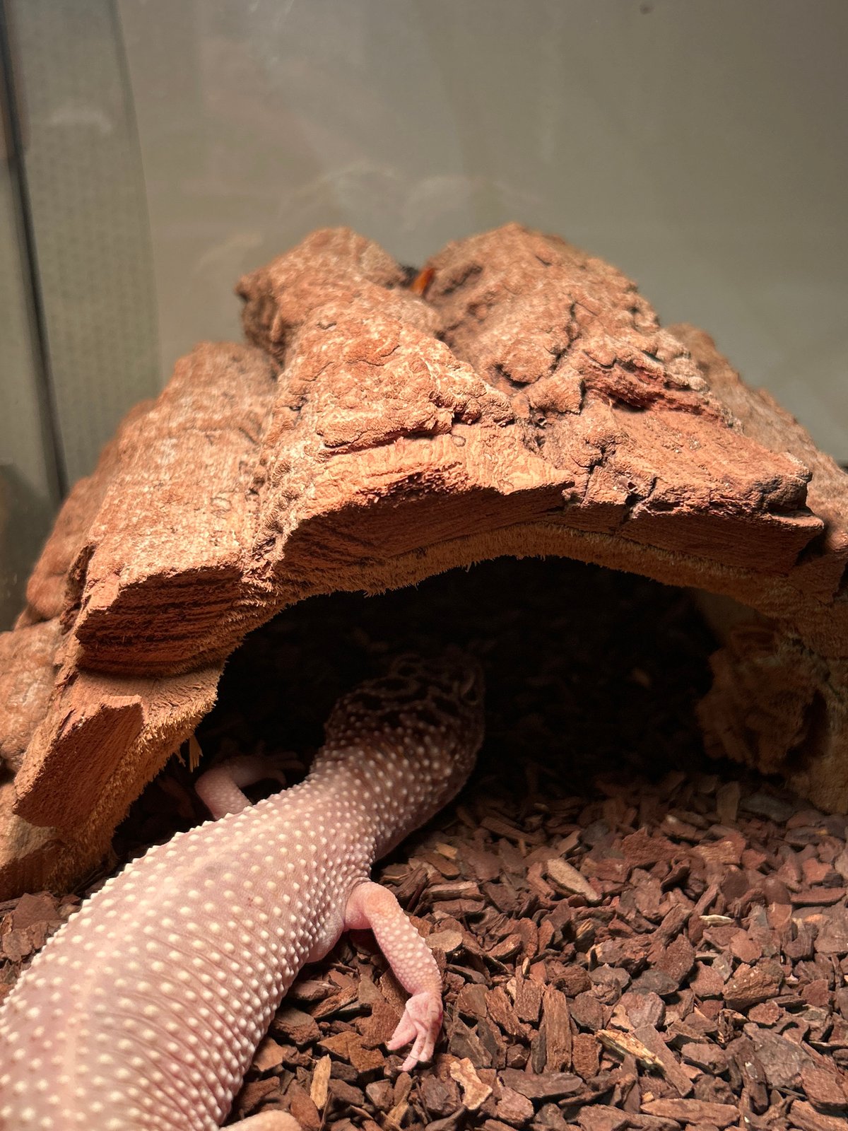 Gecko Takes Shelter in Cork Bark Terrarium Hide