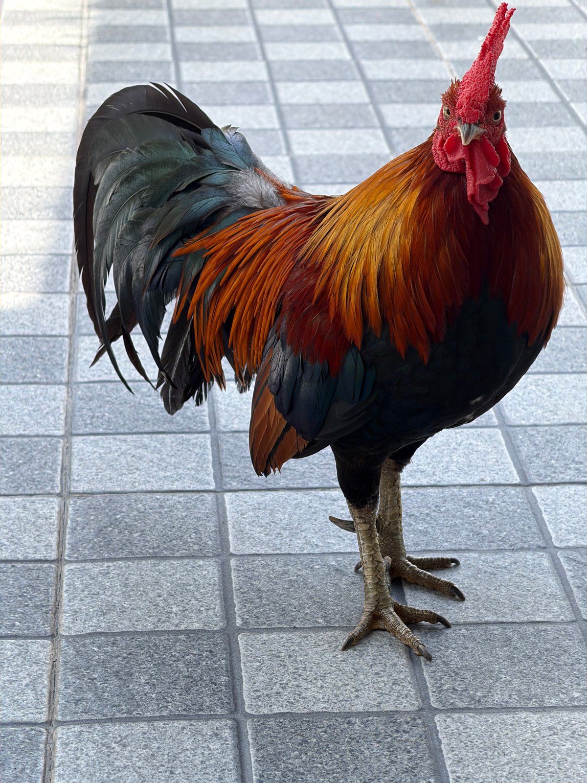 Slow morning at a Baan Plai Laem property, rooster included