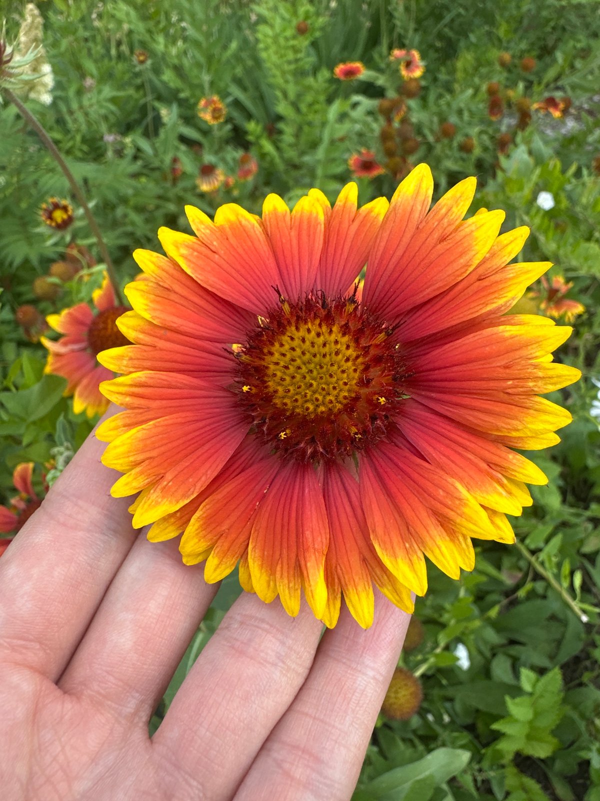 Close-up garden flowers in Togliatti, Russia