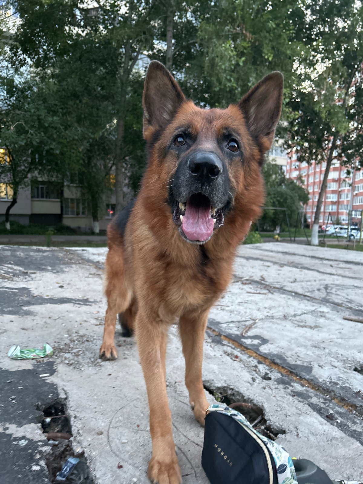 German Shepherd up close, tongue out, full panting mode