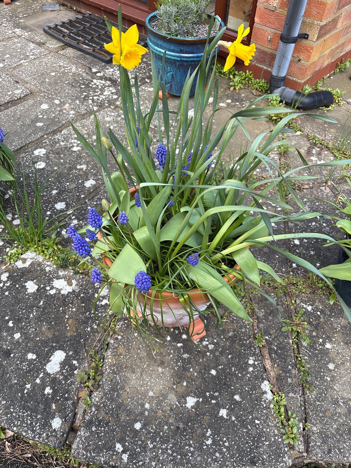 Spring garden scenes captured in Pulverbatch village