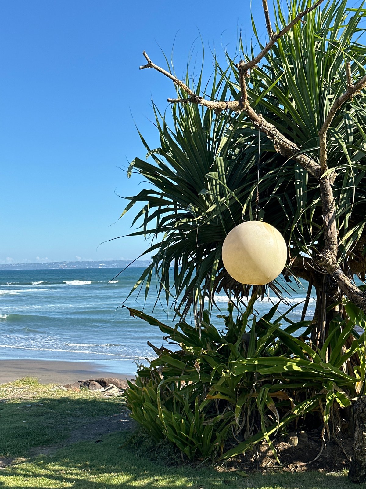 Yellow spherical object spotted hanging from tree at outdoor venue