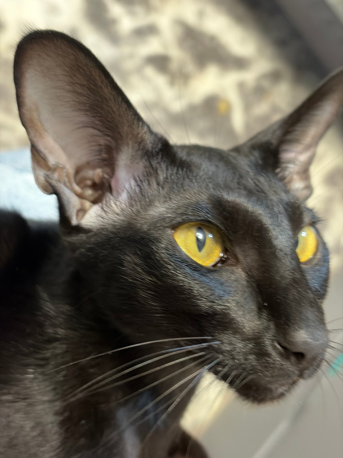 Summer evening in Chaikovsky: golden skies, cats, and street life