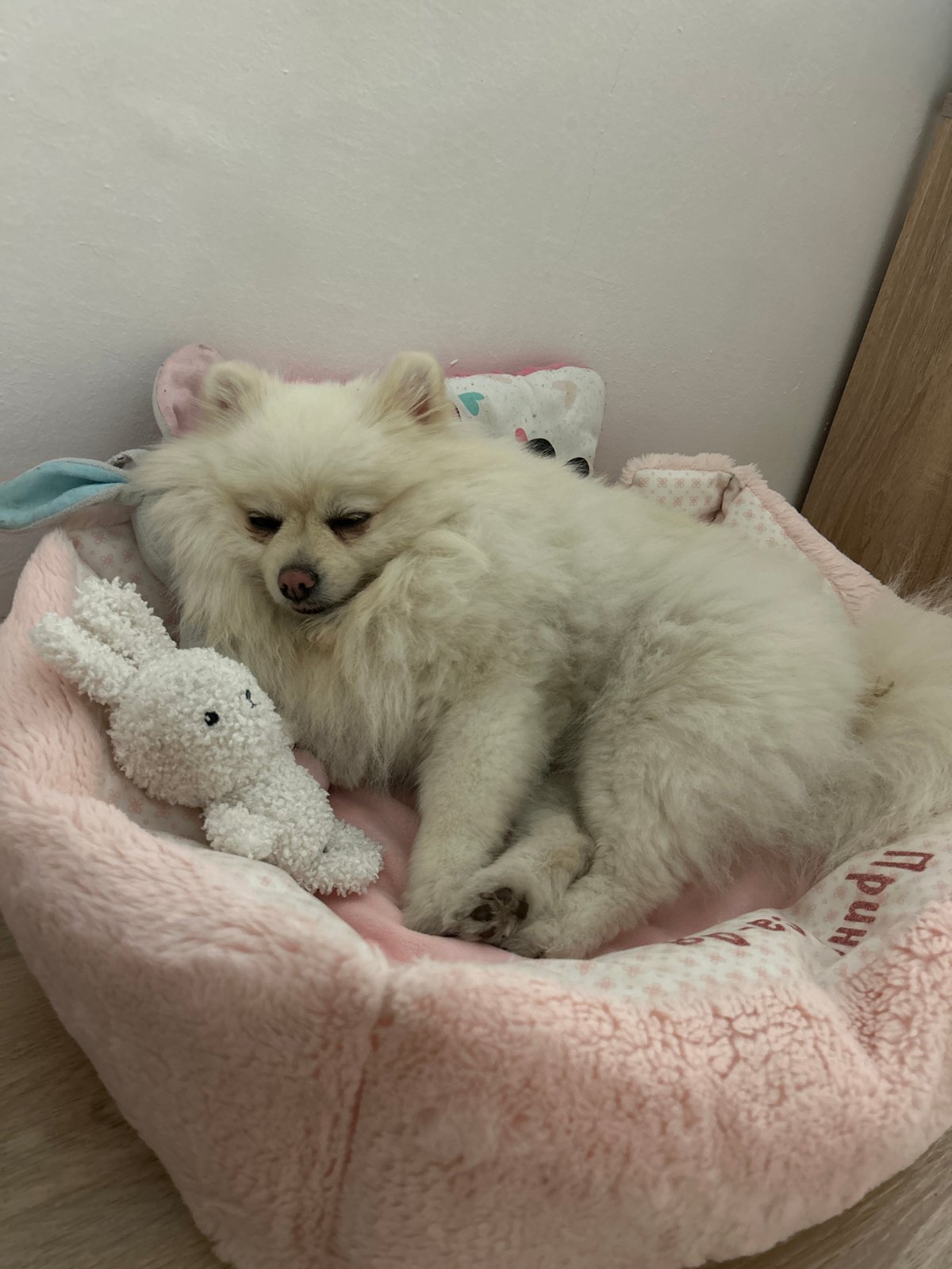 Pomeranian and kitten at rest in a Varna home