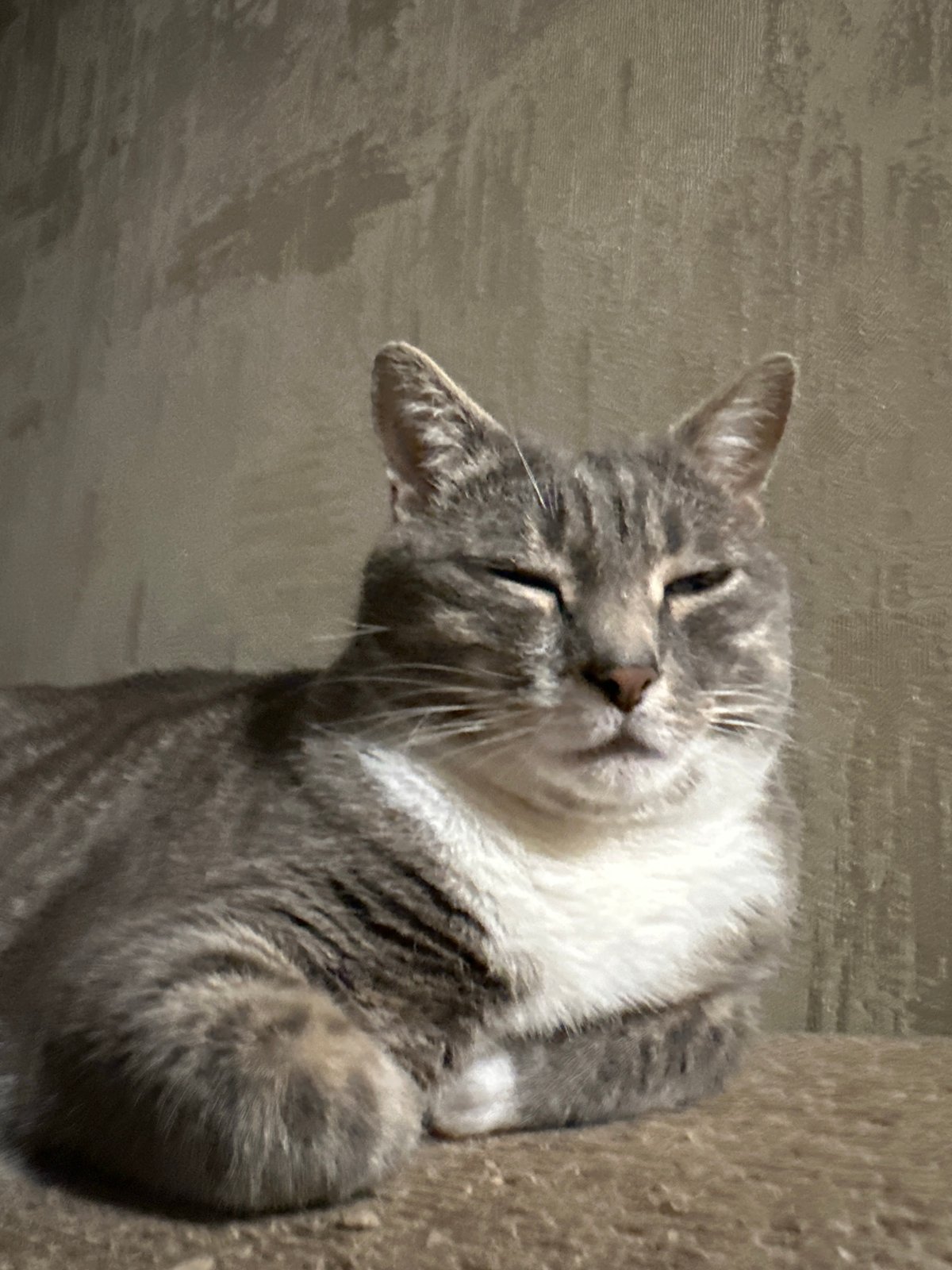 Tabby cat's evening routine: drinking, resting, and playing indoors