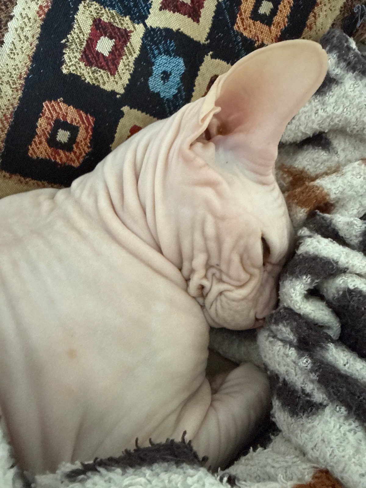Sphynx cat captured sleeping peacefully in Krasnoyarsk home