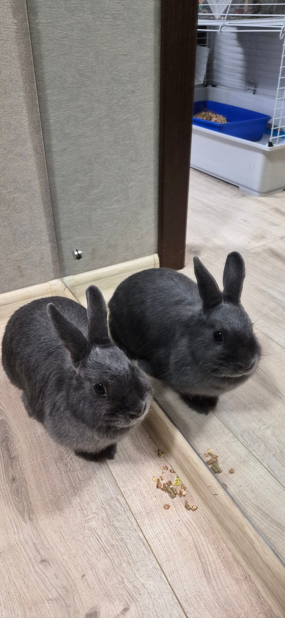 Grey rabbits on a wood floor, Ussurijsk home interior