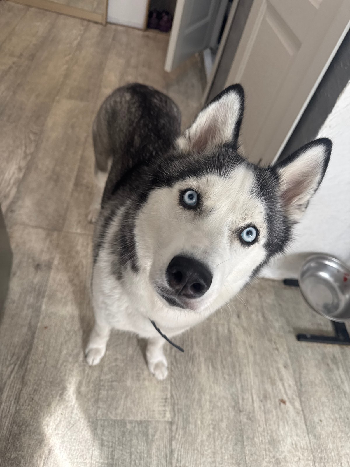 Hanging with a blue-eyed husky indoors in Tolyatti