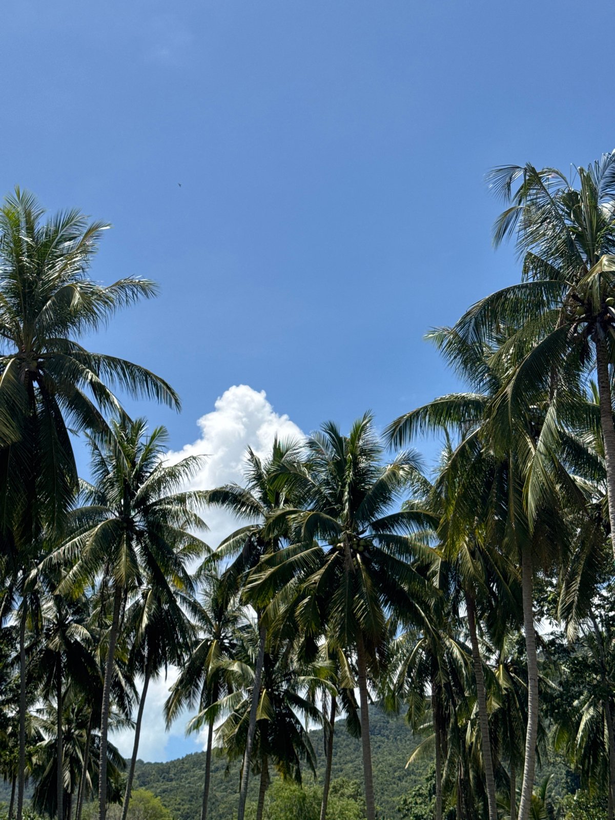 Morning gathering on tropical Koh Phangan patio