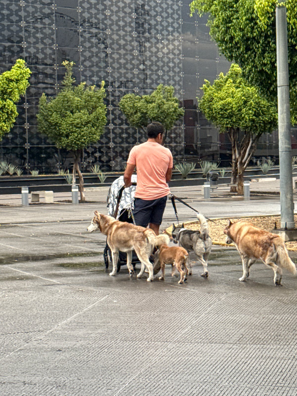 Late-night dog walking and art photography captured in Puebla