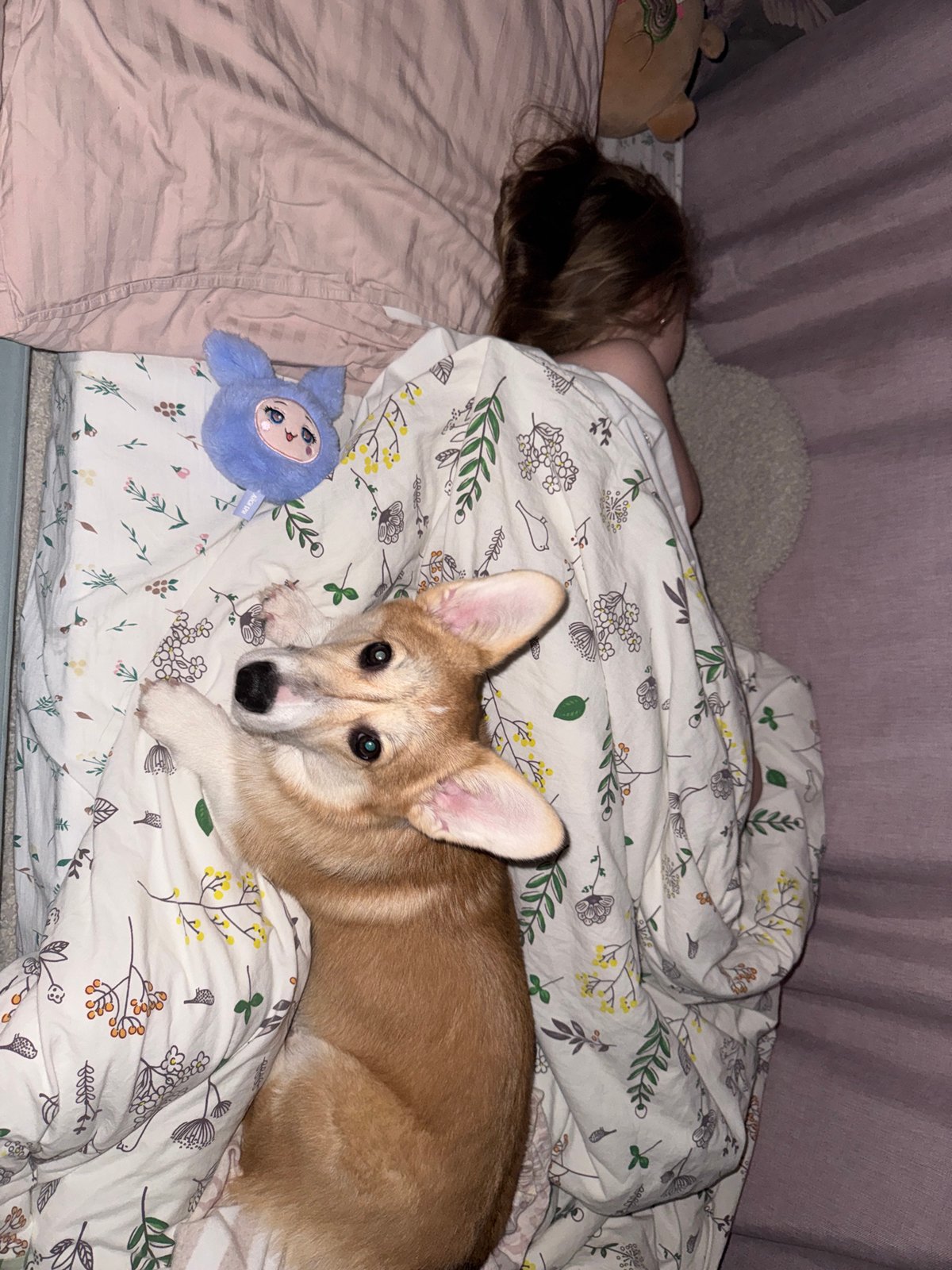 Child and corgi share bedtime moment in Chaikovsky