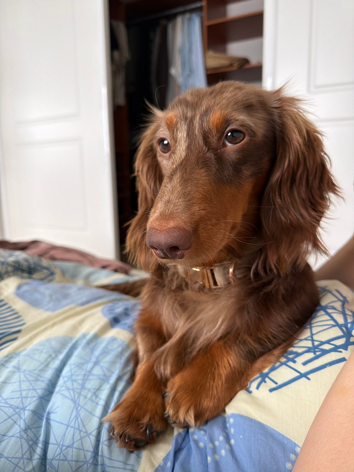 Long-haired Dachshund spotted in Oslo home Saturday morning