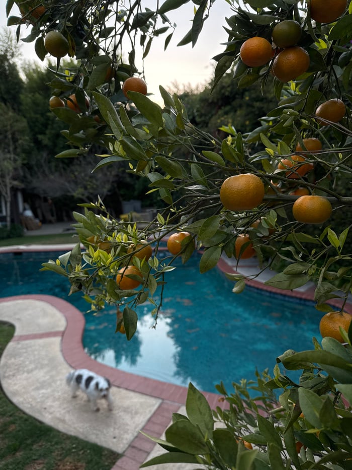 Witness documents quiet residential moments across Los Angeles home