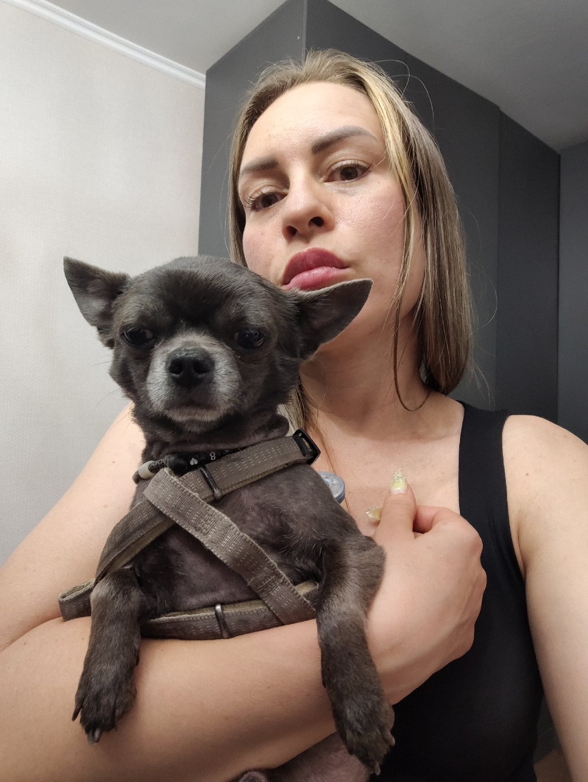 A Chihuahua's evening in an Almaty apartment