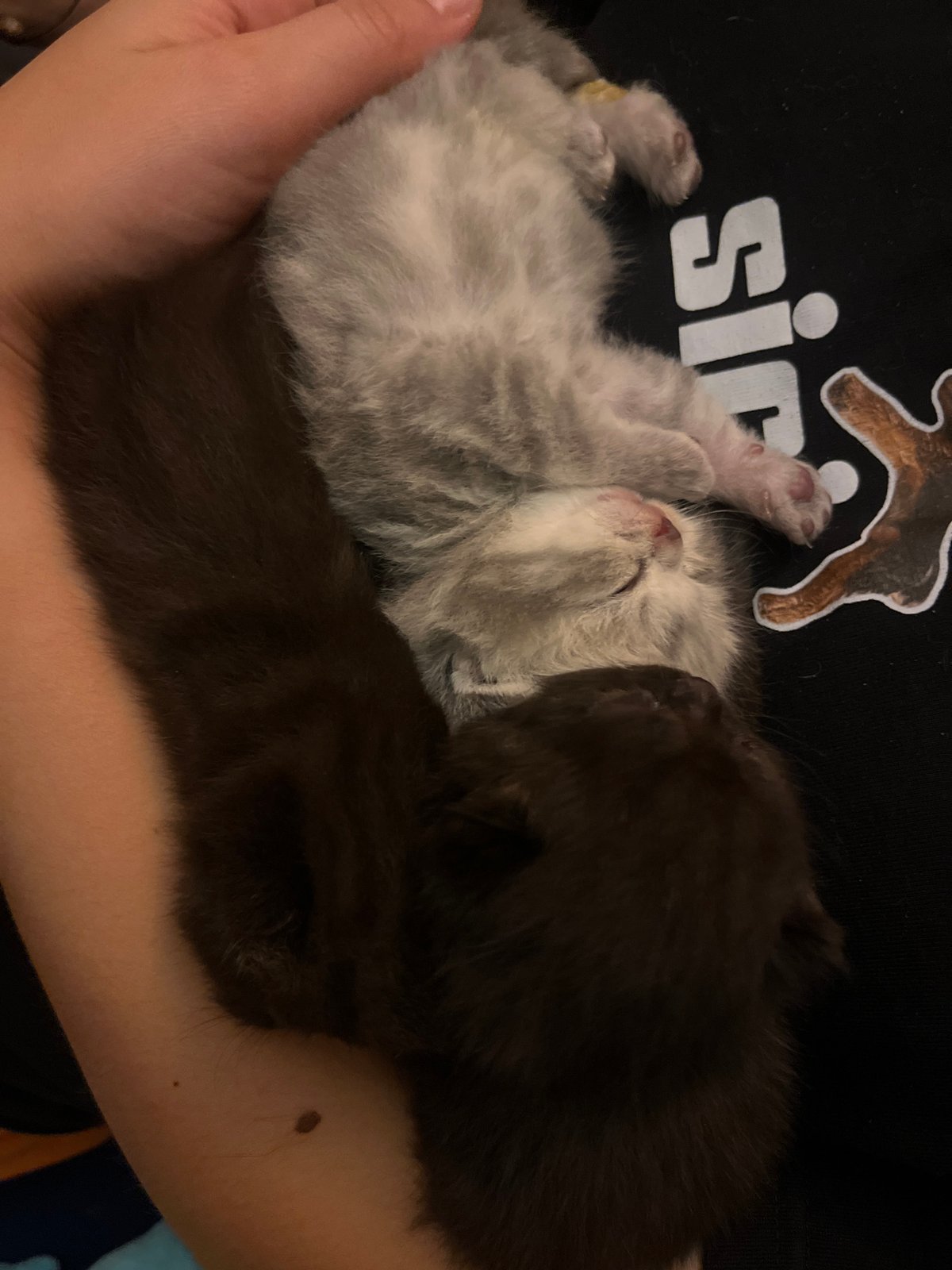 Person photographed caring for two newborn kittens in Tel Aviv