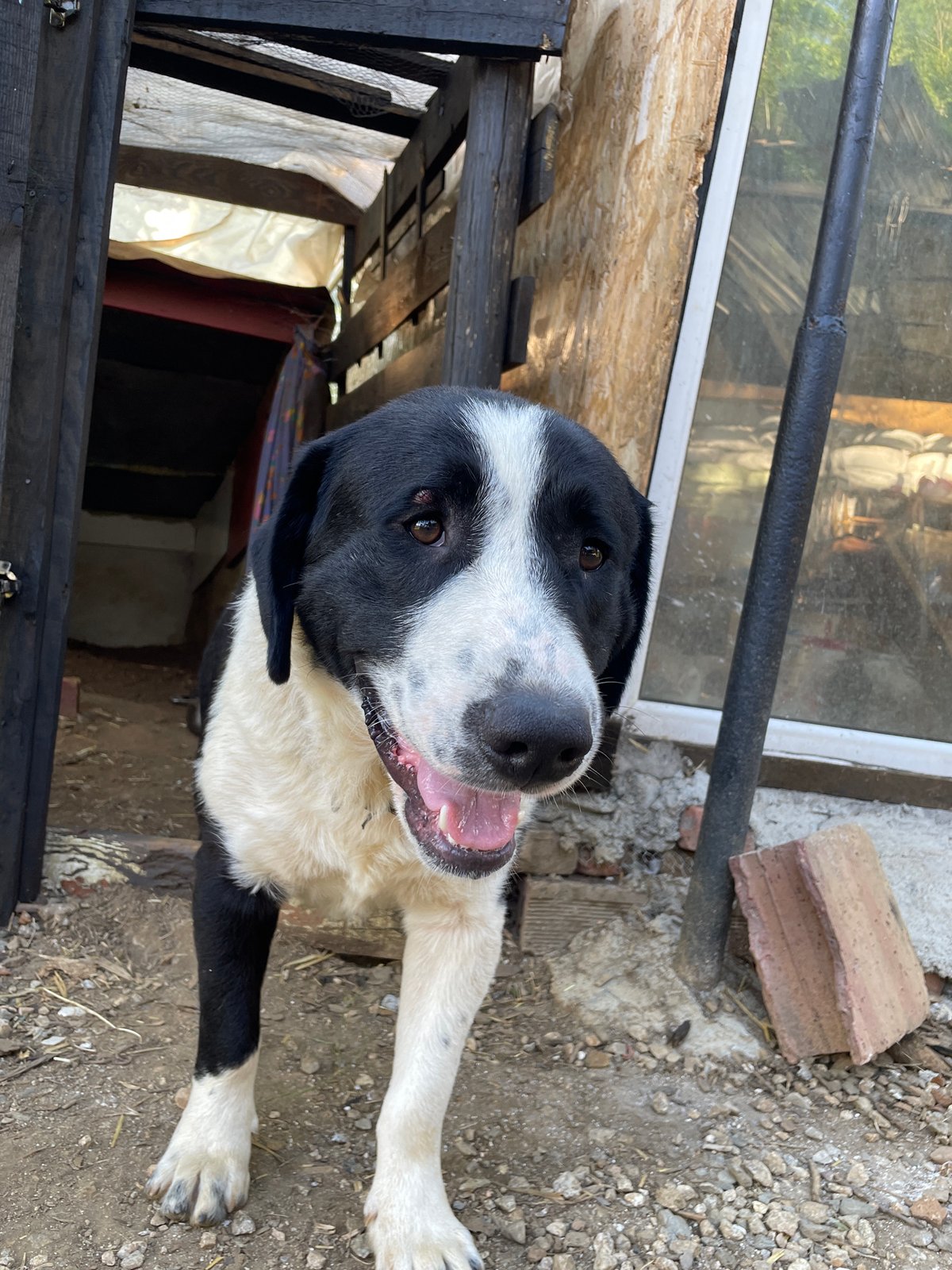 Animal encounters in rural Bulgarian village setting