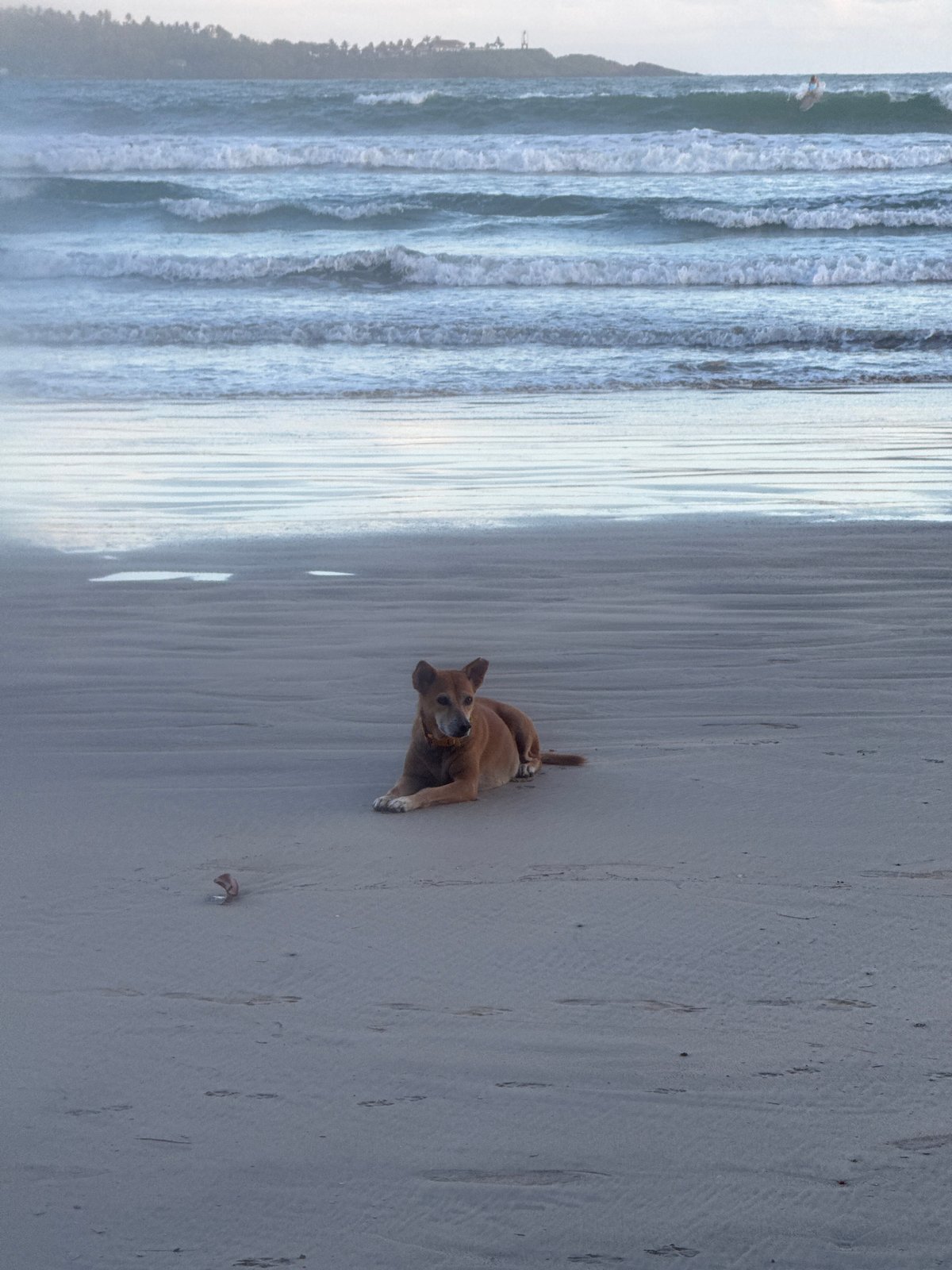 Surfer spotted at Weligama beach with dog, swimmers nearby