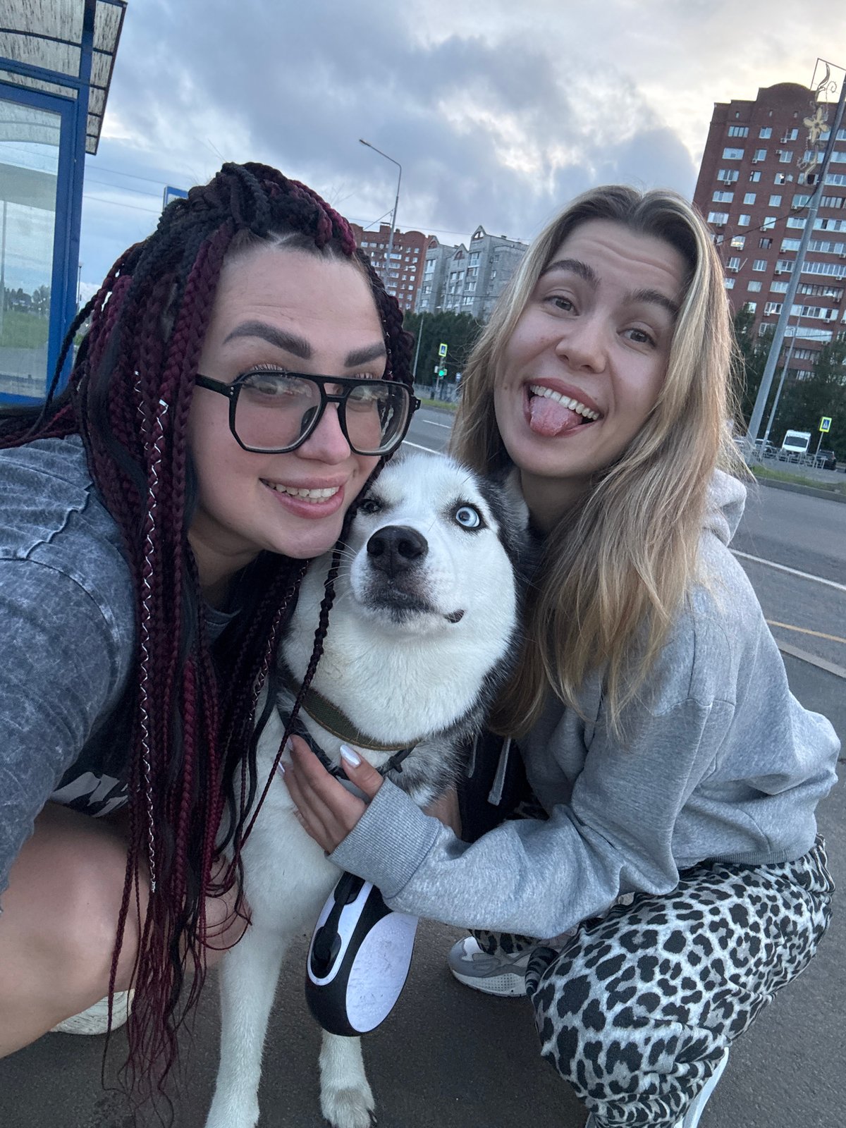 Afternoon walk with a husky through Tolyatti streets