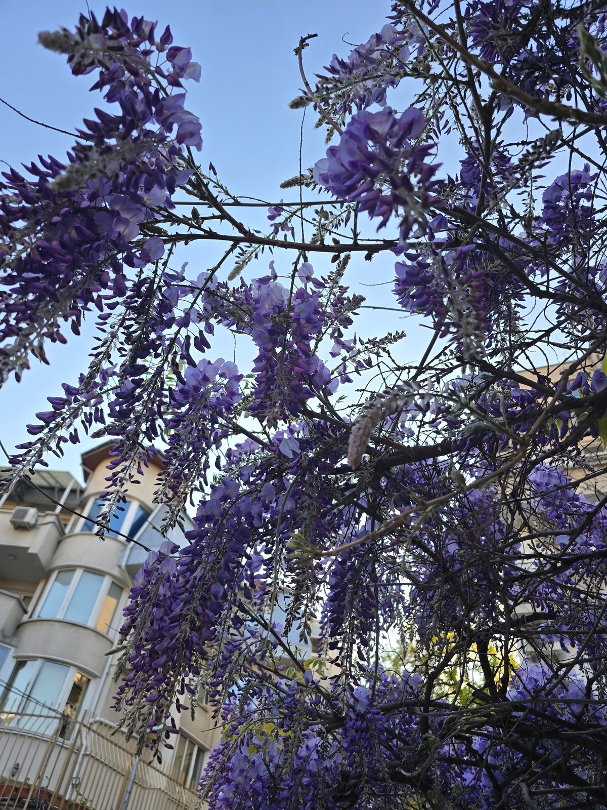 Spring wisteria blooms and resting cat observed in urban setting