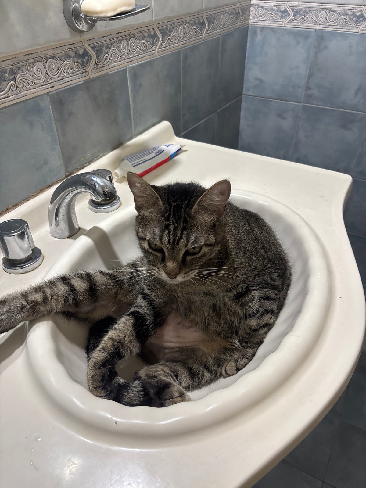 Tabby cat uses bathroom sink for grooming in Buenos Aires