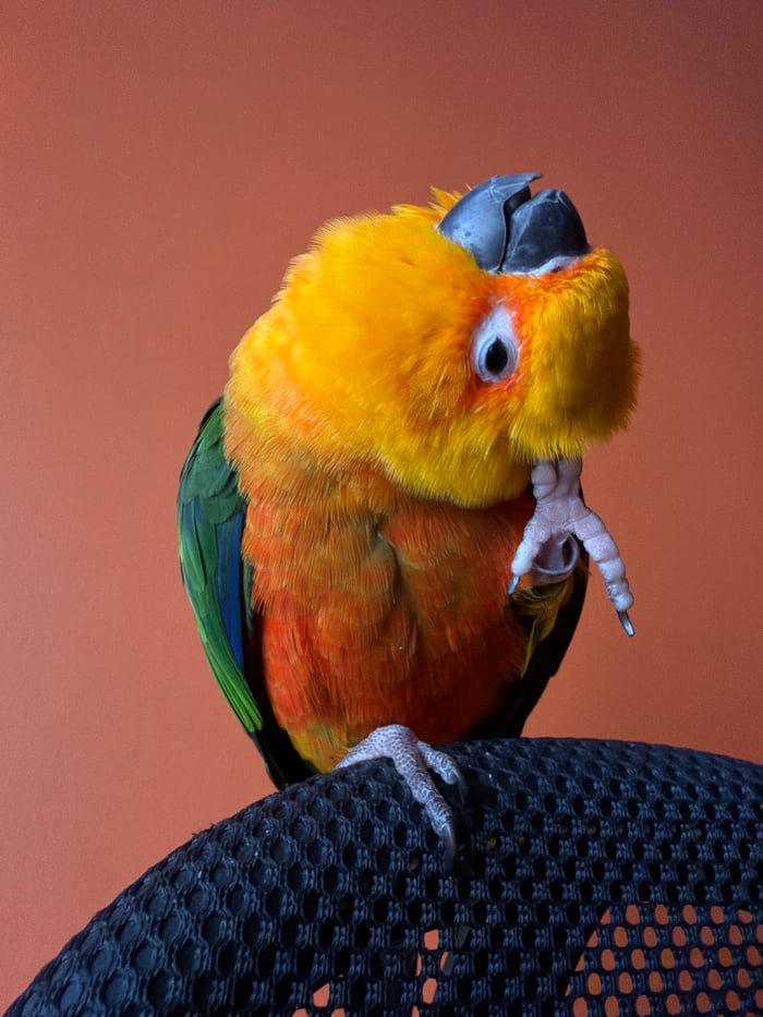 Woman plays with colorful parrots, shaves soap in Khimki