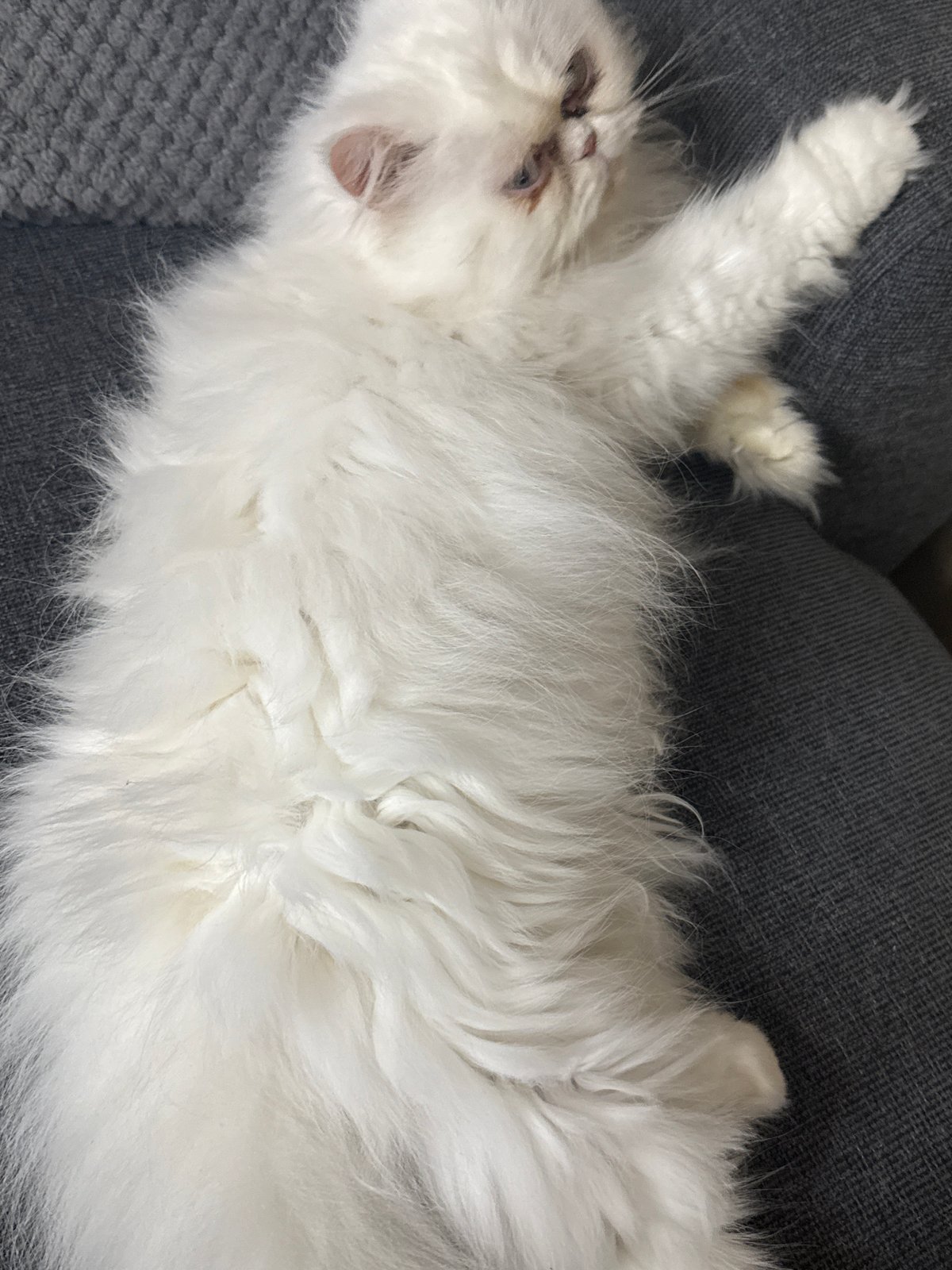 White cat rests on gray surface in Burgas