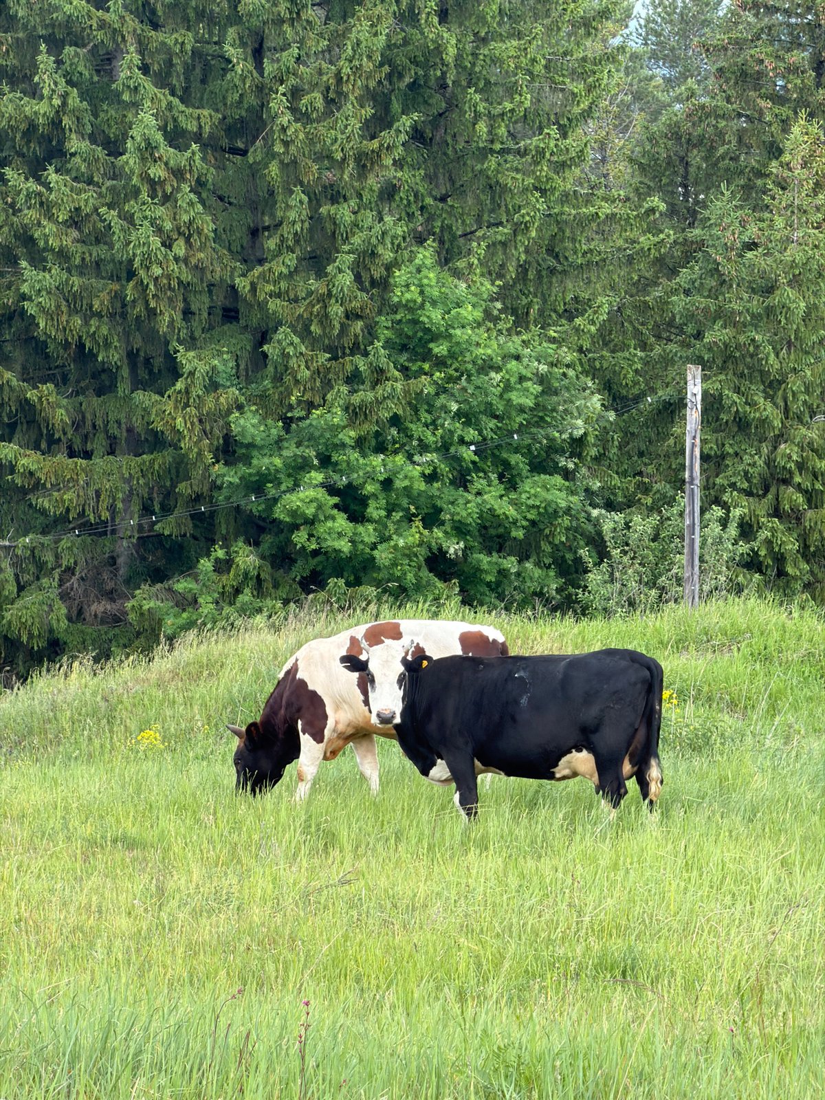 Quiet pastoral moments captured in Russian countryside fields
