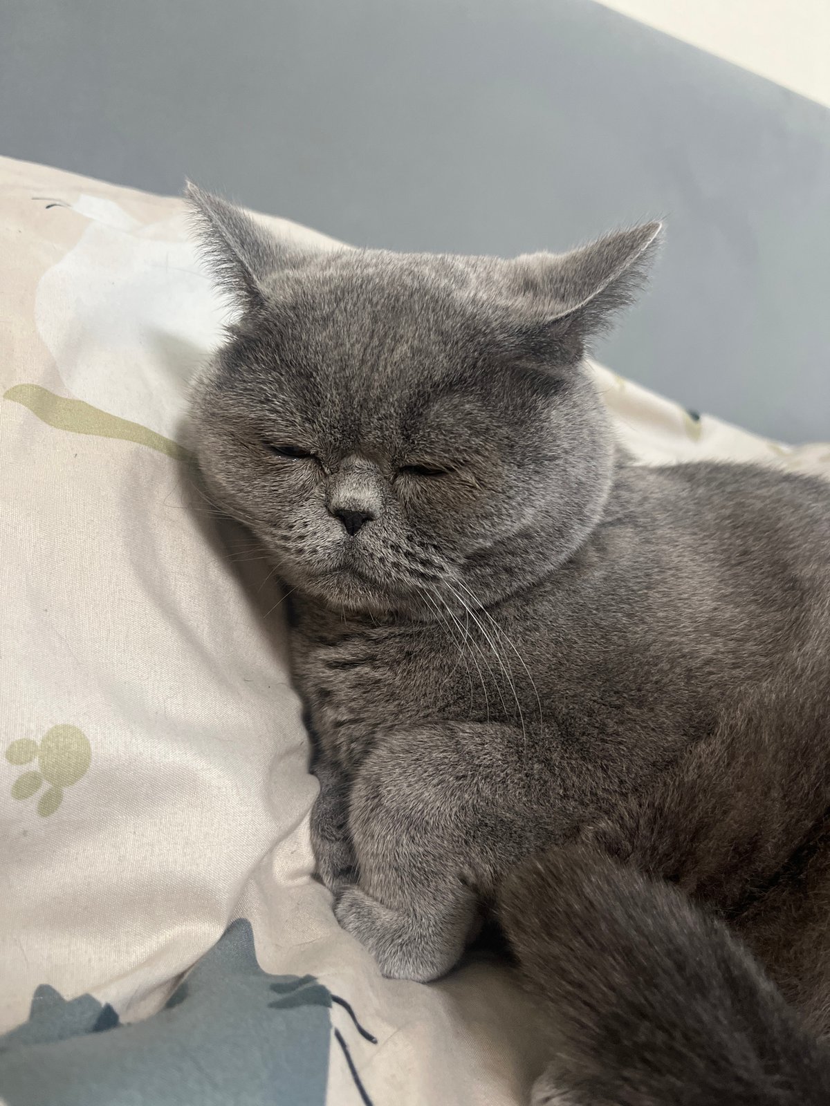 British Shorthair cat napping on a patterned bed in Saint Petersburg