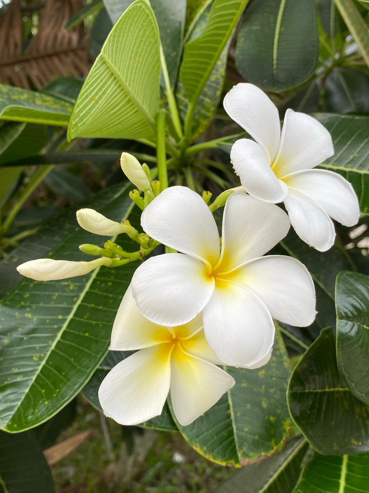 Lazy tropical morning: garden flowers, a cat, and a parked bike