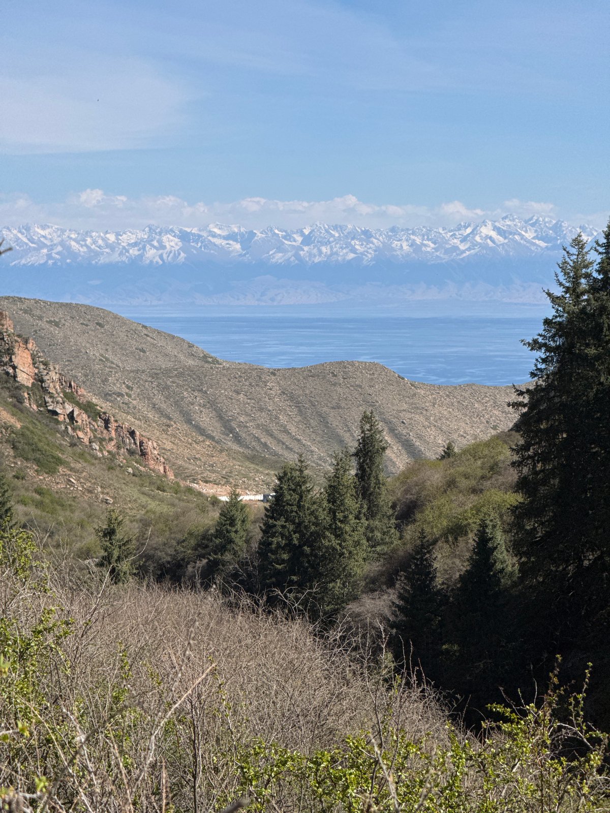 Tourist documents tagged cattle grazing near Lake Issyk-Kul, Kyrgyzstan