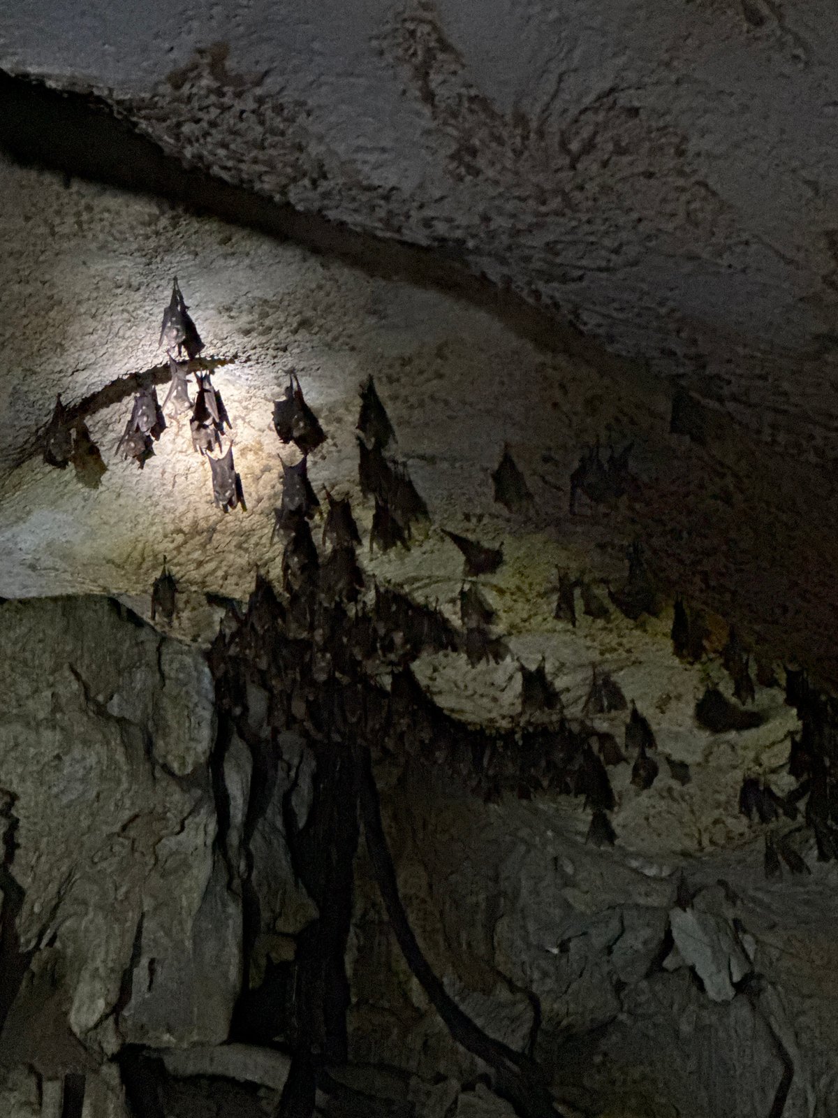 Bat colony documented in San Isidro cave, Philippines