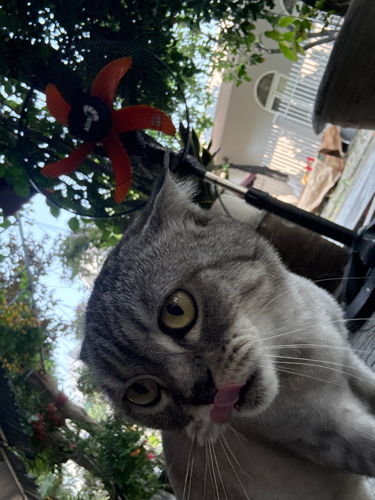 Grey tabby cat spotted on tiled surfaces in Đà Nẵng