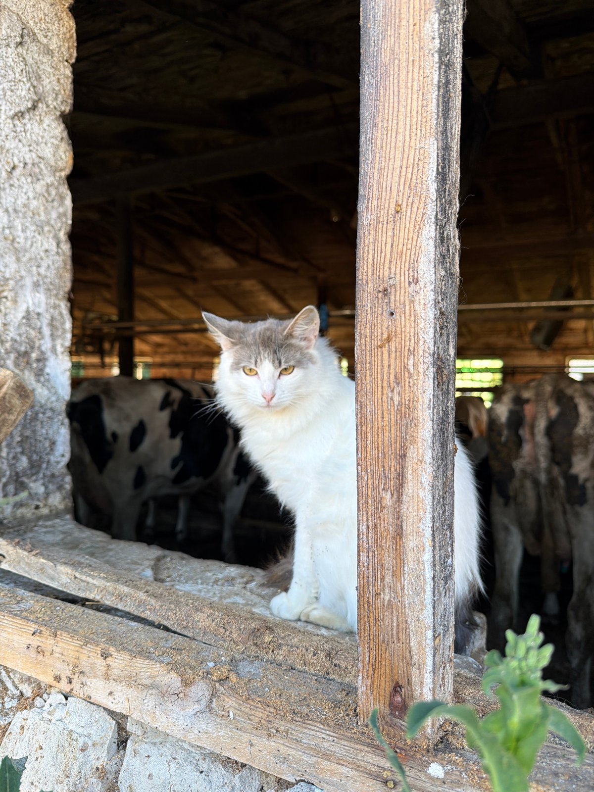 Farm day in rural Russia: cows, cats, a tractor, and a barn visit