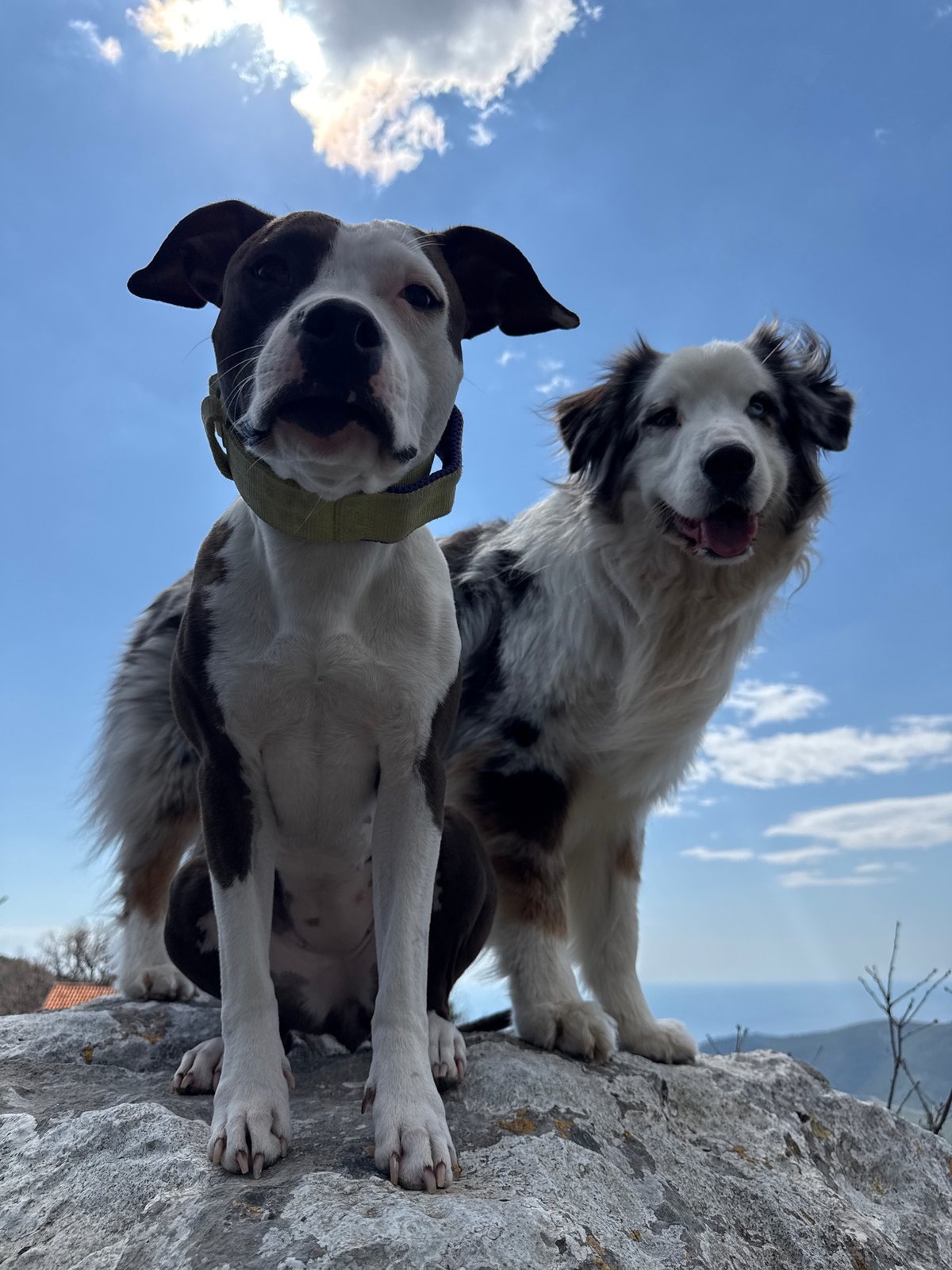Dogs spotted exploring Montenegro countryside amid wildflowers and rocky terrain