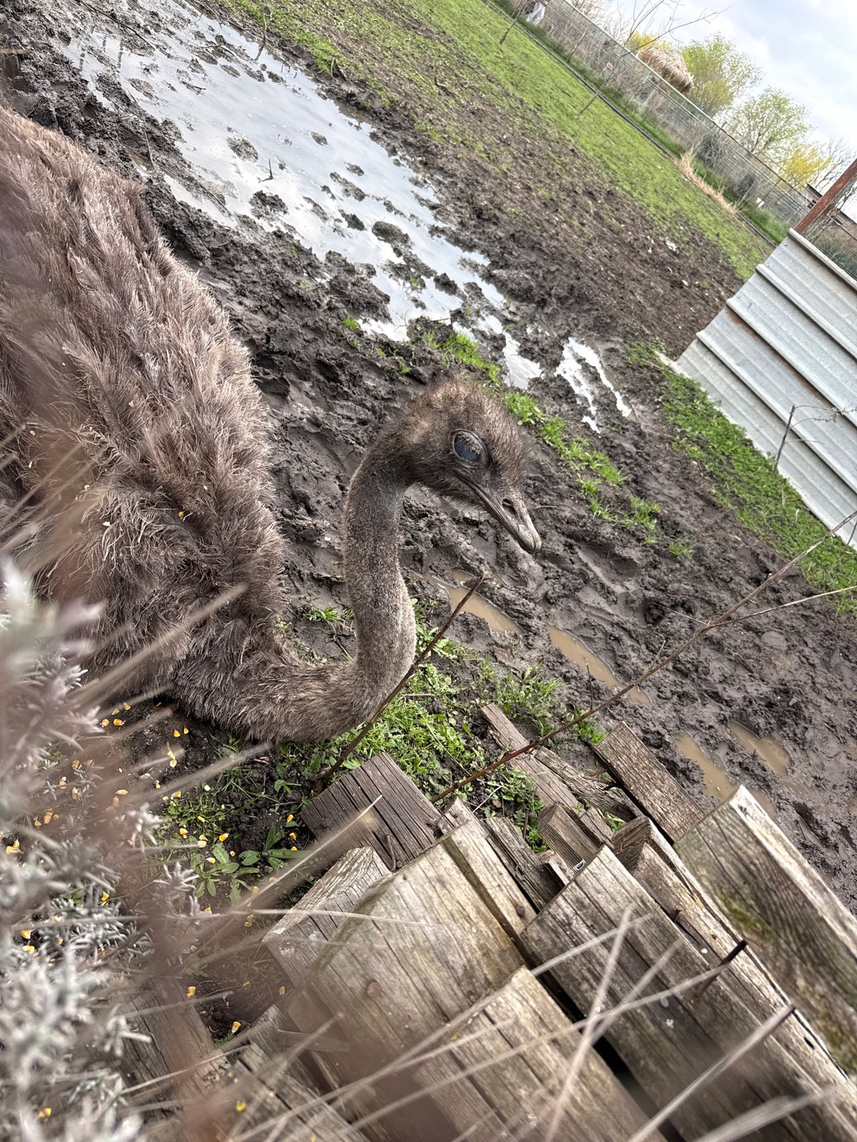 Morning wildlife viewing at Burgas Zoo captures lemurs and waterfowl