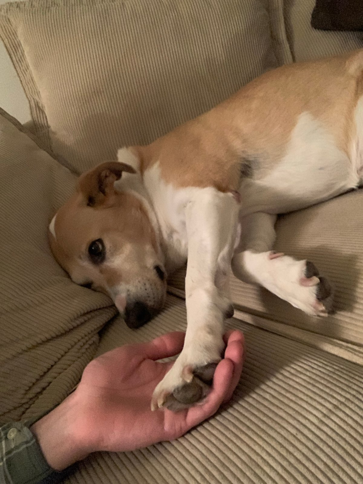 Dog relaxes with owner in Tel-Aviv home interior