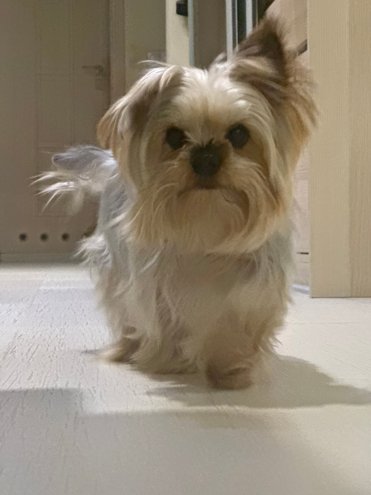 Man and Yorkshire Terrier photographed together in Sofia apartment